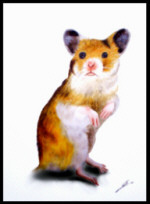 Goldhamster