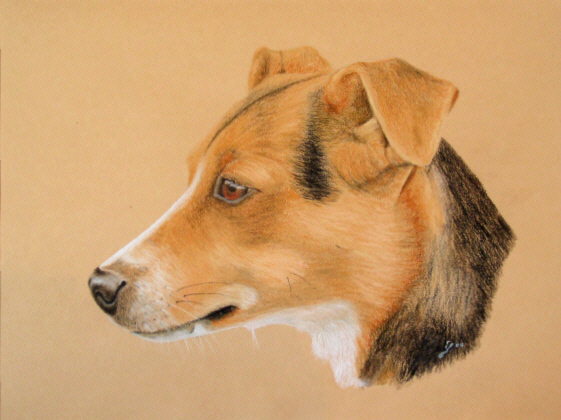 Hundeportrait