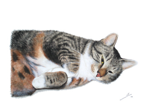 Katzenportrait