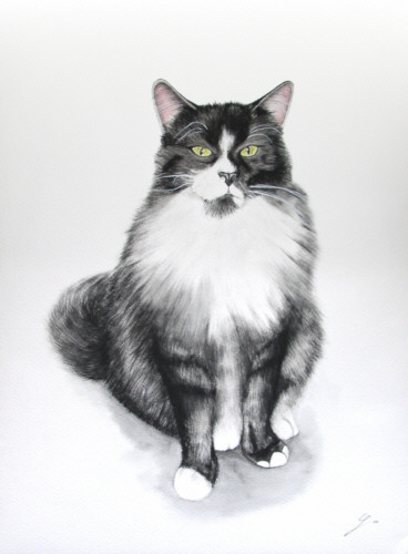 Katzenportrait