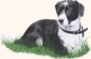 Tierportrait