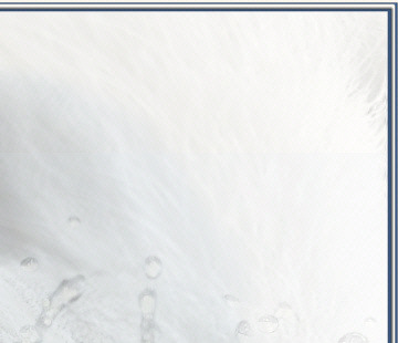 Tierportrait